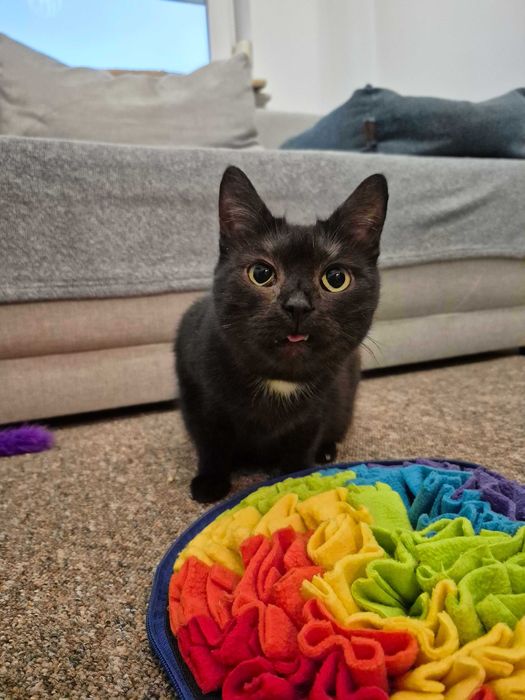 Luna - kotka do adopcji