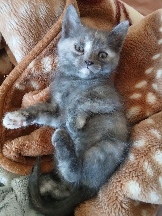 Отдам котят бесплатно