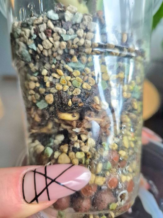 Monstera Variegata ukorzeniony szczyt w lechuzie