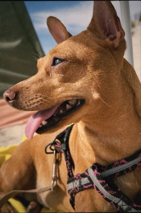 Pinscher fêmea de 6 anos procura namorado