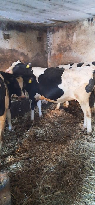 Jałówki cielne hf i rw