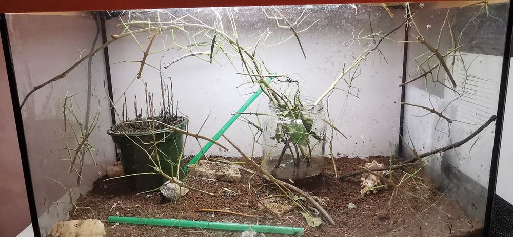 PILNE Patyczaki patyczak za darmo oddam