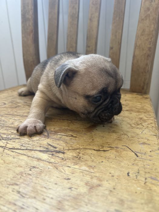 Bulldog frances  macho top