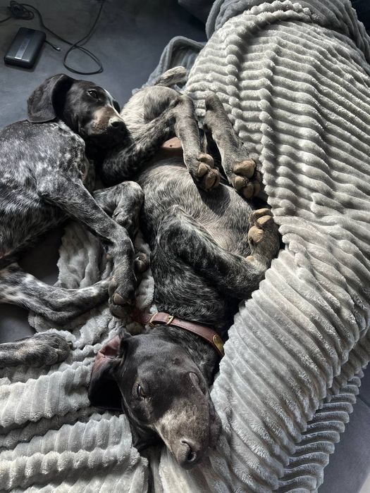 Курцхаар мисливець