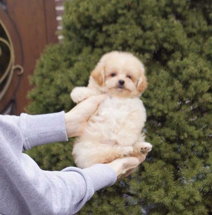 Справжнє карамельне ведмежатко) Дизайн-карапуз Києва