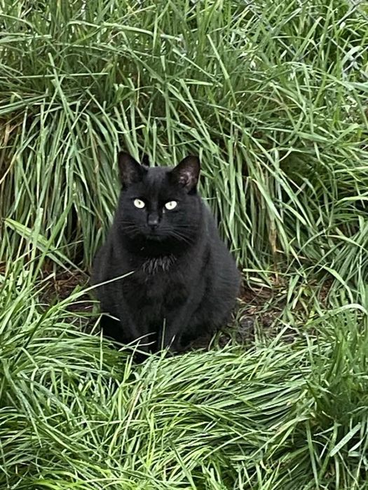 Czarna kotka Cleo do adopcji!