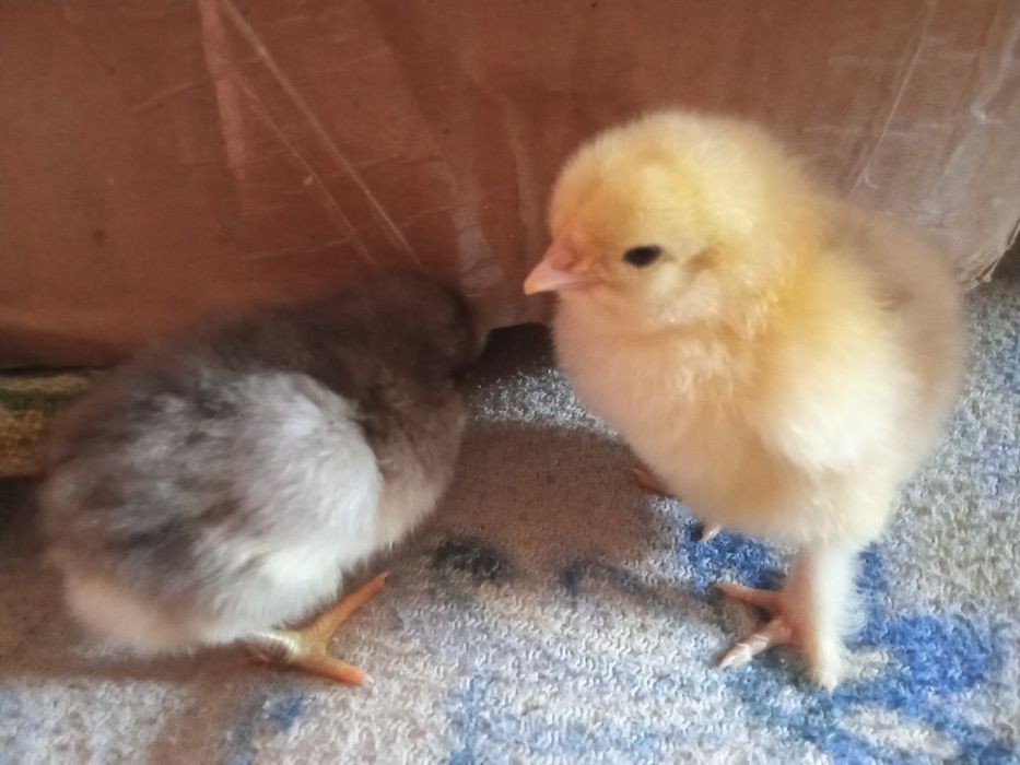 Продам інкубаційні яйця курей породи брама Вінницька область