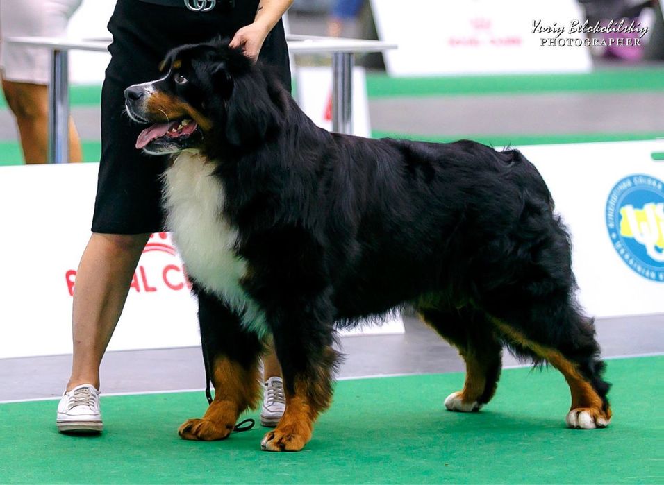 Бернський зенненхунд. Вʼязка.
