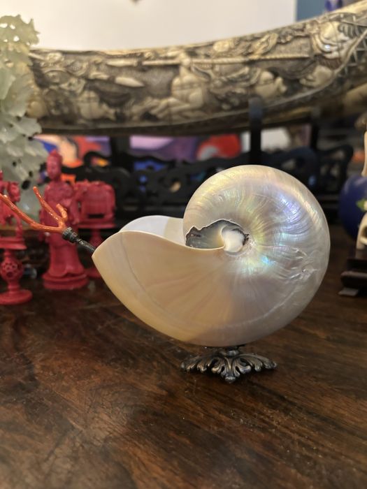 Açurareiro nautilus com colher prata e coral vermelho