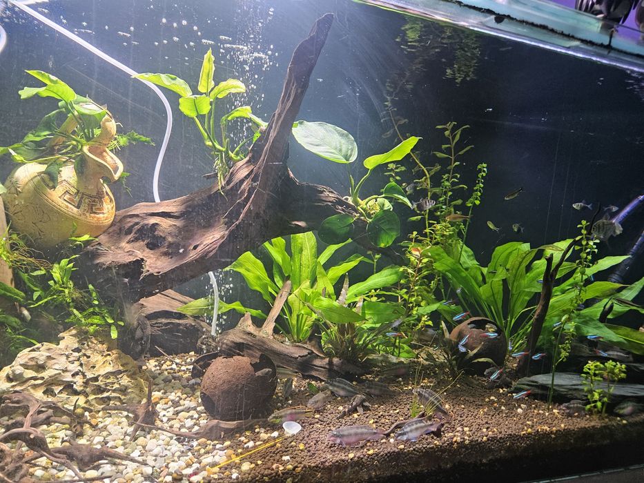 Pielegnica czerwonobrzucha