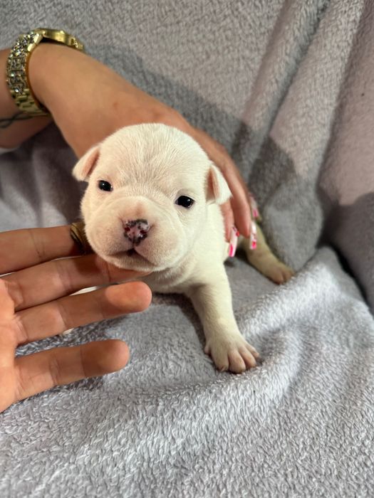 American Bully!!