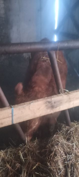 Bydło mięsne limuze odsadki