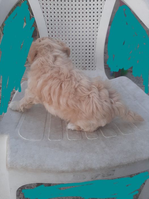 Cachorro beje 2 meses