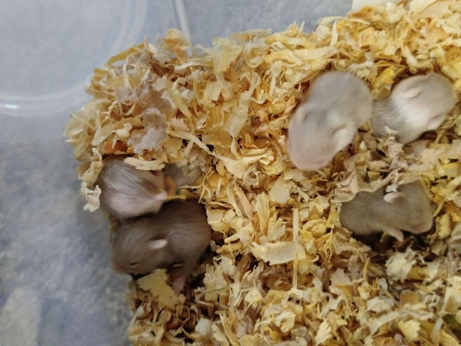 Джунгарики хом'яки