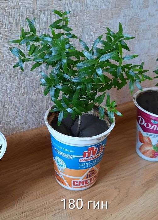 Комнатный мирт, миртовое дерево