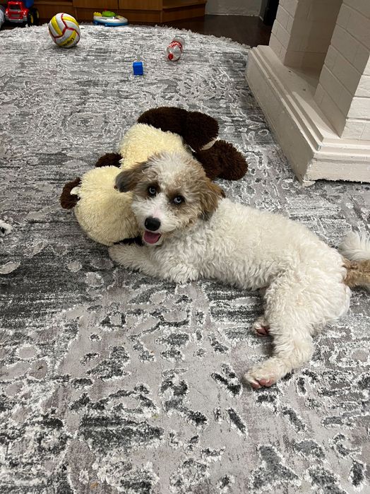 Собака для вязки