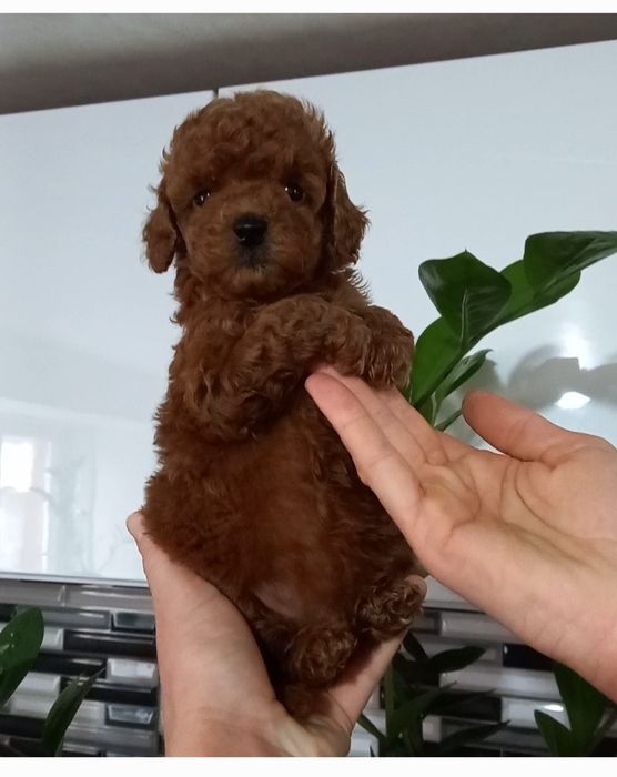 Щенки пудель китай.