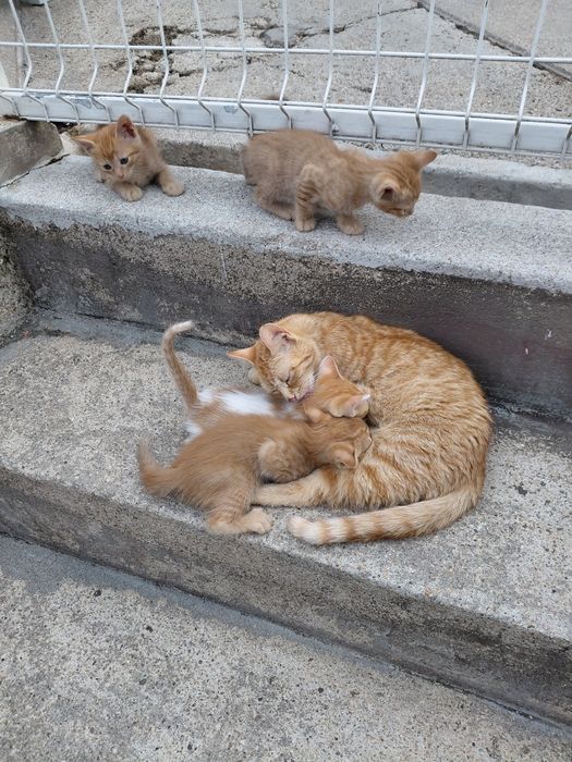 Gatos para adoção