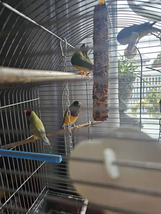 Amadyny  130 zl szttuka