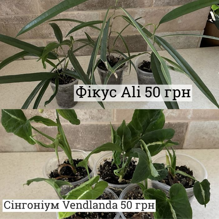 Епіпремнум n’joy, happy leaf, marble queen,сінгоніум jade філодендрон
