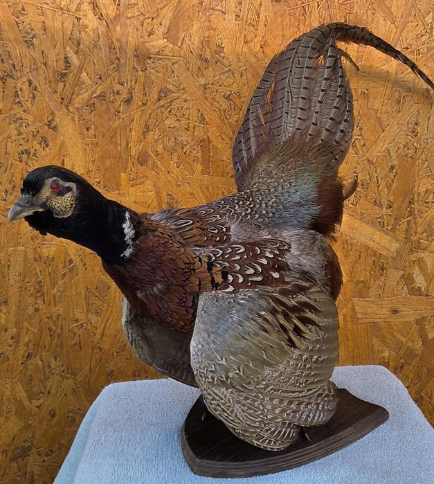 Продам Чучело фазана