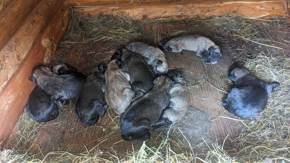 Цуценята  бельгійської вівчарки ''Малінуа''