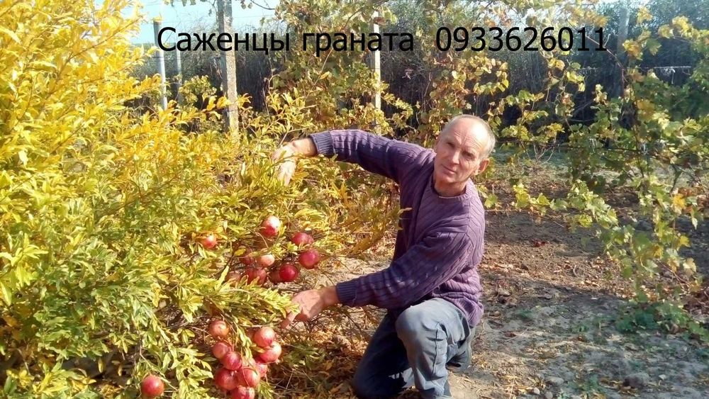 (ОПТ) Саджанці граната( саженцы граната) дворічні,однорічні