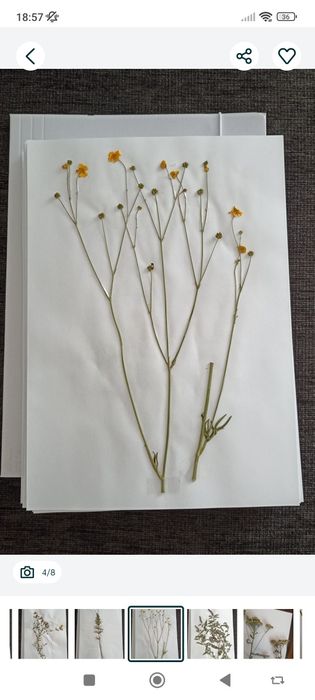 Zielnik - zestaw suszonych roślin