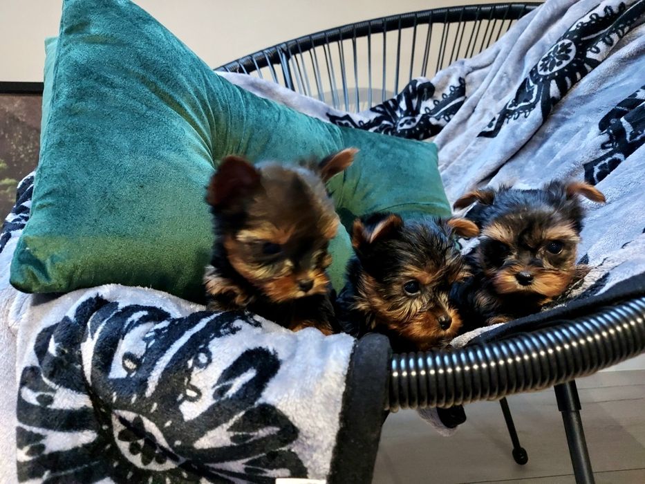 York, Yorkshire terrier pies