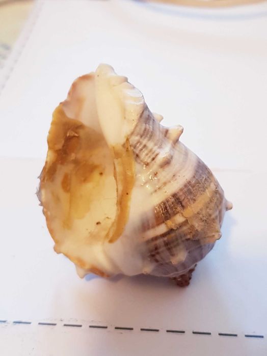 Muszla Morska  Melongena 5 x 4 cm