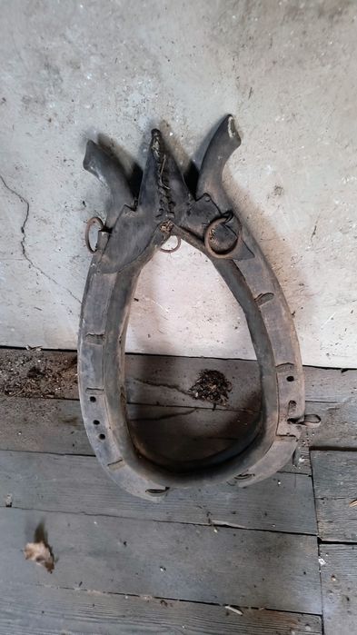 Homonto stare dla konia