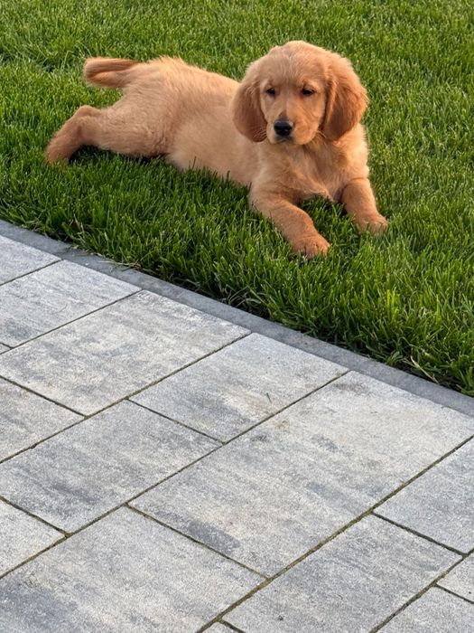 Piekny Piesek Golden Retriever