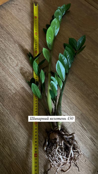 Варієгатний чорний дерево заміокулькас замиокулькас долларове зензі