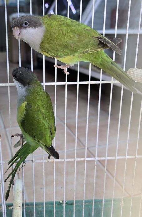 Aves raras lindíssimas