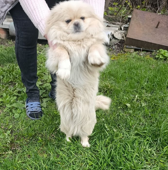 Цуценята породи пекінес