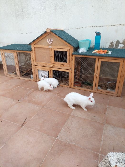 Coelhos anões brancos bebés