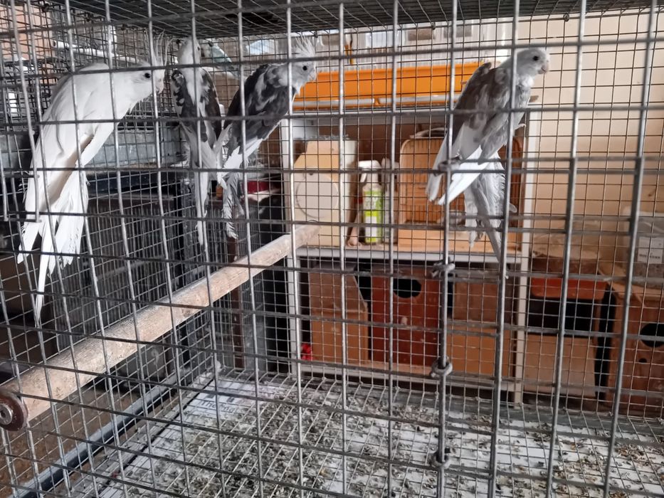 Vendo várias caturras