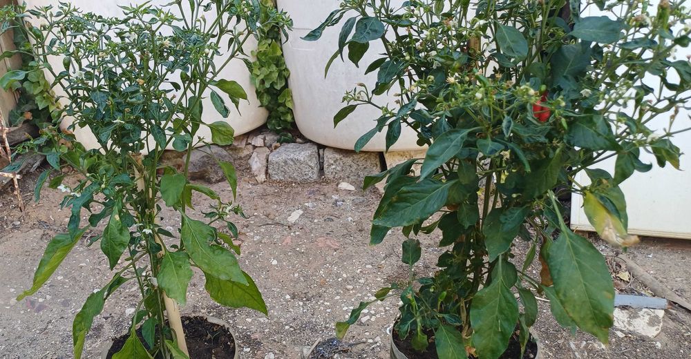 Planta Piri-Piri /Malagueta Biológica em Vaso