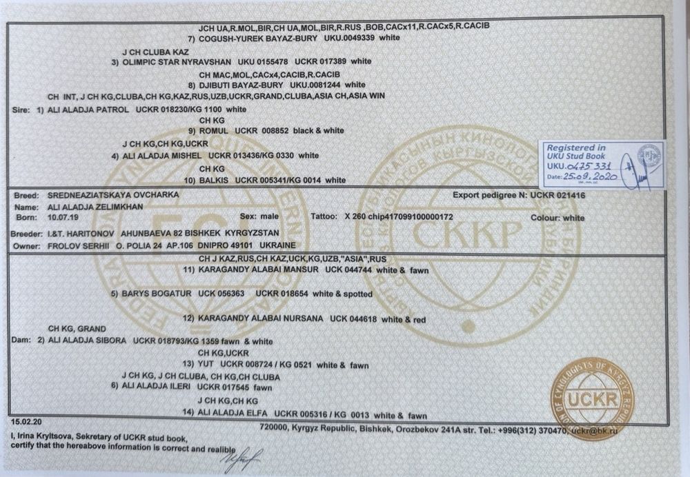 Віддам алабая азіатська вівчарка