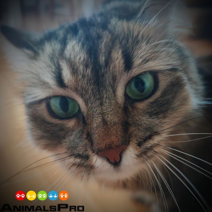 Hotel i opieka dla zwierząt, wyprowadzenie psów