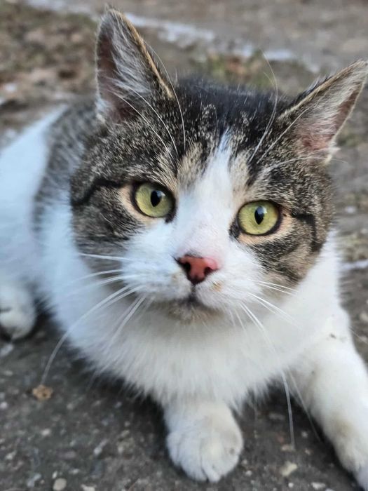 Prosiaczek – on sprawi, że każdy poniedziałek będzie jak sobota.