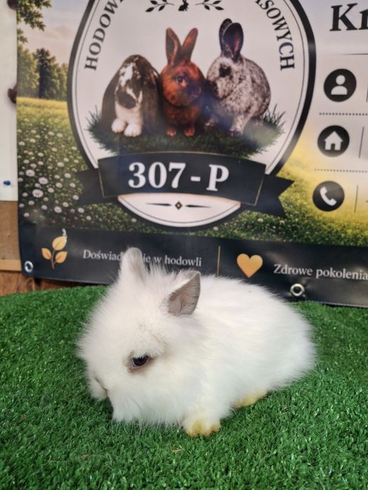 Króliczki miniaturki TEDDY