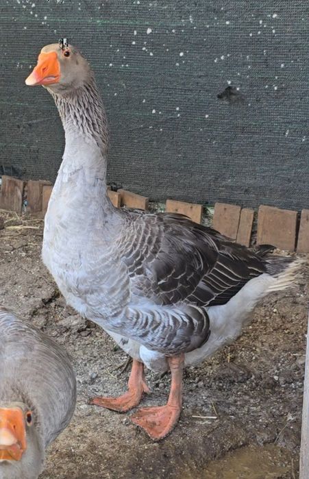 Vendo um destes machos gansos