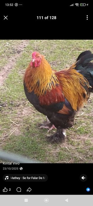 Galo Brahma Perdiz