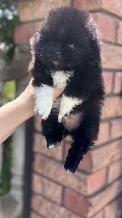 єкслюзивна дівчинка тип ведмедик