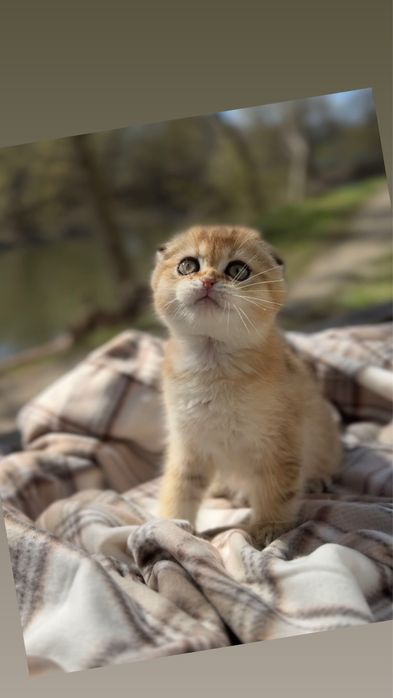Шотландські кошенята з окрасом золота шиншила