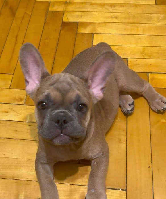 Цуценята французького бульдога. ЦІНУ ЗНИЖЕНО!!!