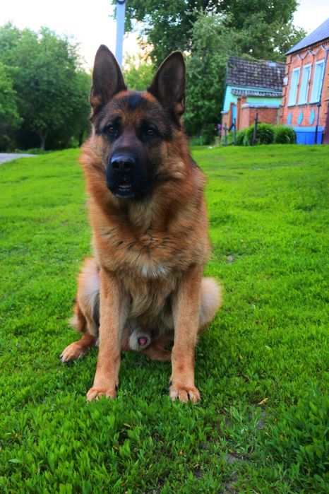 Кобель для вязки