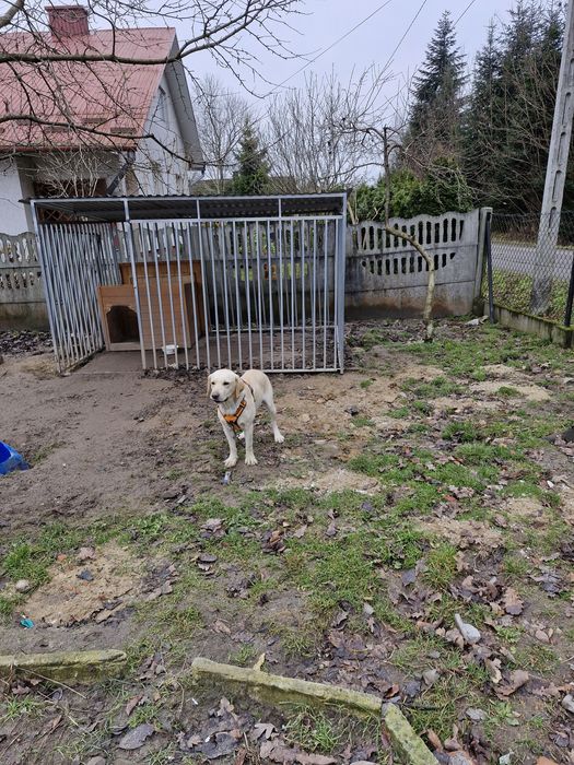 Sprzedam kojec dla psa