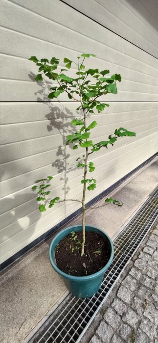 Ginkgo biloba (Árvore)